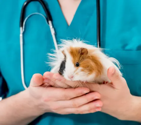 A veterinarian holding a guinea pig